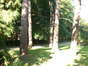 Pinus nigra 'Austriaca' – Ukkel, Cherridreuxpark, parc privé –  18 August 2005