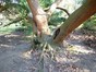 Faux-cyprès de Lawson – Uccle, Parc Cherridreux, parc privé –  05 Mars 2013