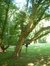 Erable champêtre – Uccle, Parc Cherridreux, parc privé –  18 Août 2005