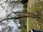 Spaanse aak of veldesdoorn &ndash; Ukkel, Cherridreuxpark, parc privé &ndash;  11 December 2025