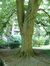 Tilleul argenté – Uccle, Parc Cherridreux, parc privé –  18 Août 2005