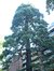 Sequoia géant – Uccle, Parc Cherridreux, parc privé –  18 Août 2005