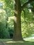 Tulipier de Virginie – Uccle, Parc Cherridreux, parc privé –  18 Août 2005