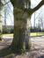 Hêtre pourpre – Uccle, Parc Cherridreux, parc privé –  05 Mars 2013