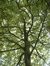 Acer pseudoplatanus f. aureovariegatum – Uccle, Avenue de Floréal, 53 –  26 Août 2005