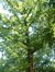 Chêne rouge d'Amérique – Jette, Avenue du Laerbeek –  29 Août 2005
