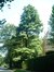 Pinus strobus – Oudergem, Priorijdreef, 19 –  30 August 2005