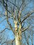 Hêtre d'Europe – Bruxelles, Bois de la Cambre, autre:Bois –  14 Mars 2003
