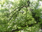 Frêne commun – Schaerbeek, Parc Walckiers, parc –  26 Mai 2005