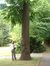 Tilleul à larges feuilles – Forest, Chaussée de Bruxelles, 150 –  23 Juin 2006