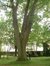 Chêne rouge d'Amérique – Auderghem, Avenue Jean Van Horenbeeck, 149a –  27 Juin 2006