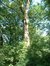 Erable sycomore – Forest, Abbaye de Forest, parc –  12 Juillet 2006