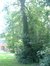 Erable sycomore – Forest, Abbaye de Forest, parc –  12 Juillet 2006