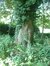 Hemelboom – Vorst, Abdij van Vorst, parc –  12 Juli 2006