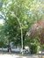 Erable à feuilles de frêne – Forest, Avenue des Sept Bonniers, 198 –  14 Juillet 2006