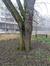 Acer saccharinum var. laciniatum – Bruxelles, Place de l'Améthyste –  12 Janvier 2022