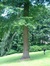 Chêne des marais – Watermael-Boitsfort, Parc du château Morel, Rue Nisard, 6 –  28 Juin 2007
