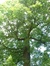 Chêne des marais – Watermael-Boitsfort, Parc du château Morel, Rue Nisard, 6 –  28 Juin 2007