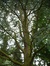 Blauwe ceder – Watermaal-Bosvoorde, Het park van het kasteel Morel, Nisardstraat, 6 –  28 Juni 2007
