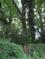 Chêne rouge d'Amérique – Woluwé-Saint-Pierre, Avenue Grandchamp, 228 –  03 Août 2007