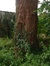 Japanse notenboom – Oudergem, Waversesteenweg, 1555 –  05 September 2007
