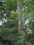Acer platanoides f. crispum