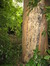 Acer platanoides f. crispum – Uccle, Ancienne propriété Pirenne, Avenue de la Floride, 127 –  13 Septembre 2007