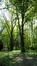 Tilleul à larges feuilles – Uccle, Domaine Latour de Freins, Rue Engeland, 555 –  20 Avril 2017