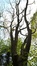 Fraxinus excelsior var. diversifolia – Uccle, Domaine Latour de Freins, Rue Engeland, 555 –  20 Avril 2017