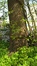 Fraxinus excelsior var. diversifolia – Ukkel, Domein Latour de Freins, Engelandstraat, 555 –  20 April 2017