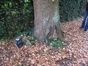 Chêne pédonculé – Uccle, Drève des Gendarmes, 51a –  19 Octobre 2007