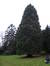 Sequoia géant
