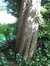 Tilleul à petites feuilles – Uccle, Avenue du Prince d'Orange, 33 –  07 Mai 2008