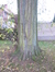 Acer saccharinum var. laciniatum – Anderlecht, Parc de Scherdemael, Rond point Pierre De Tollenaere –  16 Novembre 2015
