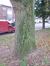 Japanse honingboom – Anderlecht, Scherdemaelpark, Vrije-Academielaan –  16 November 2015
