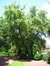 Acer saccharinum var. laciniatum
