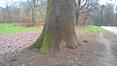 Chêne pédonculé – Bruxelles, Bois de la Cambre –  10 Décembre 2020