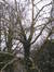 Platane à feuille d'érable – Watermael-Boitsfort, Parc de Jolymont, Rue Middelbourg, 70 –  26 Novembre 2009