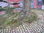 Rode beuk – Watermaal-Bosvoorde, Park van Jolymont, Middelburgstraat, 70 –  26 November 2009