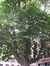 Witte paardenkastanje – Anderlecht, de Fiennesstraat, 52-54 –  05 Juli 2010