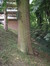 Chêne pédonculé – Uccle, Avenue de Messidor, 213-215 –  19 Août 2010