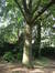 Chêne pédonculé – Uccle, Avenue Winston Churchill, 159 –  13 Septembre 2010