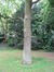 Chêne pédonculé – Bruxelles, Parc Solvay Sports, Avenue du Pérou, 80 –  28 Avril 2011