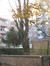 Erable sycomore – Schaerbeek, Boulevard Lambermont, 184-186 –  28 Novembre 2011