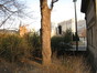 Erable sycomore – Bruxelles, Parc Léopold –  01 Février 2012