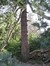 Pinus sp – Uccle, Avenue Hamoir, 45 –  08 Février 2012