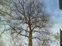 Chêne pédonculé – Uccle, Avenue du Fort-Jaco, 46 –  27 Février 2012