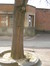 Ulmus glabra 'Pendula' – Schaerbeek, Avenue de Roodebeek, 61 –  20 Mars 2012