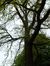 Chêne pédonculé – Uccle, Hippodrome de Boitsfort –  08 Mai 2012