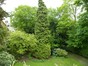 Gewone haagbeuk – Ukkel, Private tuin van Joseph Hazardstraat , Joseph Hazardstraat –  08 Mei 2012